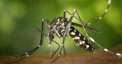 Saúde confirma 14 óbitos causados por dengue, zika e chikungunya na Paraíba em 2019 Saúde confirma 14 óbitos causados por dengue, zika e chikungunya na Paraíba em 2019