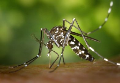 SES divulga novo boletim das arboviroses e reforça vigilância de casos congênitos relacionados ao Zika