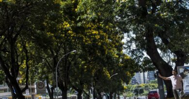 COP30: Brasil lança plano nacional para aumentar arborização urbana COP30: Brasil lança plano nacional para aumentar arborização urbana