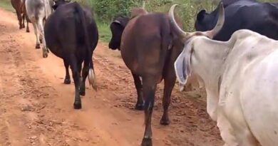 Estiagem no Sertão causa morte de animais e prejuízos severos à pecuária em Cajazeiras