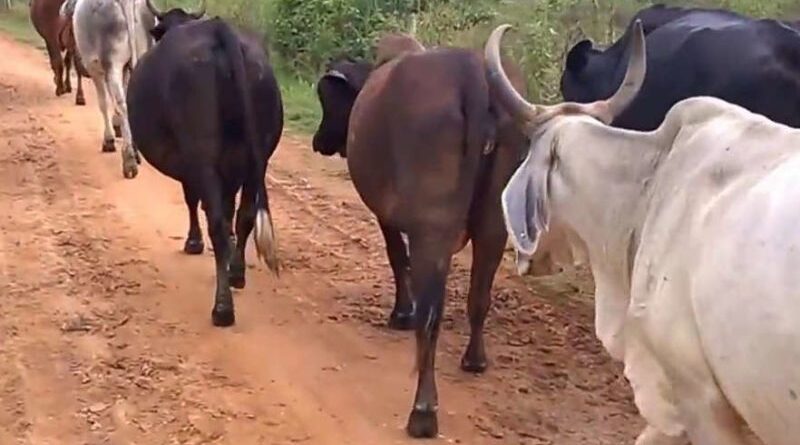 Estiagem no Sertão causa morte de animais e prejuízos severos à pecuária em Cajazeiras