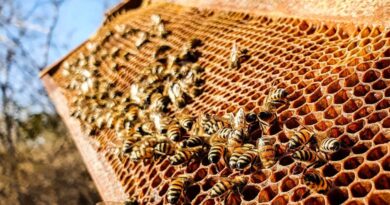 Seis municípios do Alto Sertão paraibano fortalecem apicultura e projetam aumento de 20% na produtividade de mel em dois anos