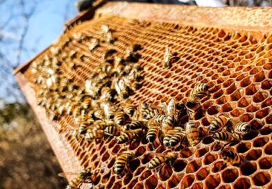 Seis municípios do Alto Sertão paraibano fortalecem apicultura e projetam aumento de 20% na produtividade de mel em dois anos Seis municípios do Alto Sertão paraibano fortalecem apicultura e projetam aumento de 20% na produtividade de mel em dois anos