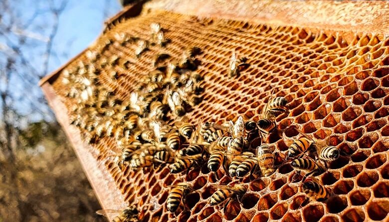 Seis municípios do Alto Sertão paraibano fortalecem apicultura e projetam aumento de 20% na produtividade de mel em dois anos