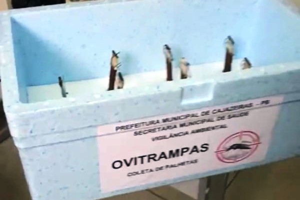 Secretaria de Saúde de Cajazeiras amplia vigilância contra dengue, zika e chikungunya com uso de ovitrampas